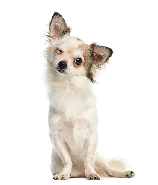 Chihuahua sitting, facing, blinking, 1 year old Chihuahua sitting, facing, winking, 1 year old, isolated on white blinking stock pictures, royalty-free photos & images