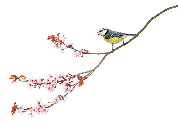 istock Tweeting Blue Tit on a blossoming branch 450704505