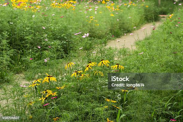 Flores Silvestres - Fotografias de stock e mais imagens de Ajardinado - Ajardinado, Amarelo, Ao Ar Livre