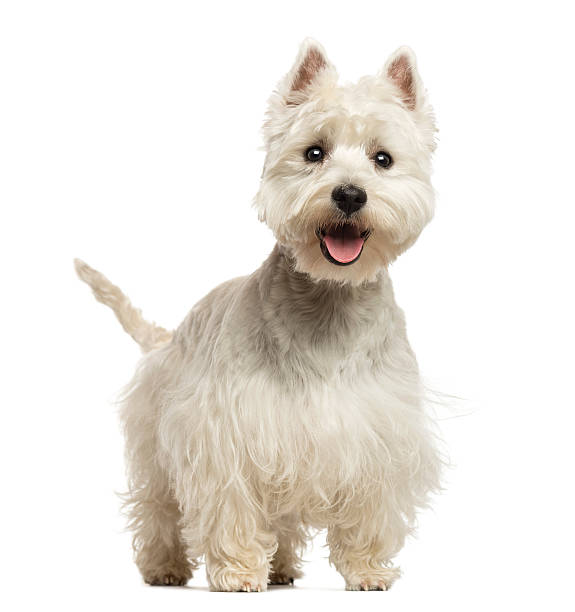 istock West Highland White Terrier panting, looking happy 450704543