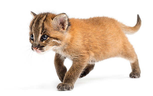 istock Standing Asian golden cat, Pardofelis temminckii 450704845