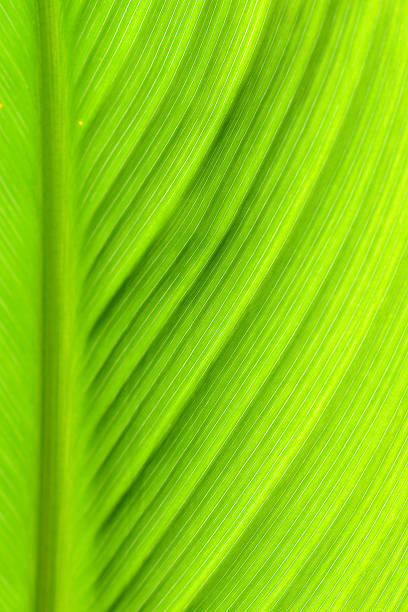 istock Closed-up Green Leaves in Bright Light. 450705067