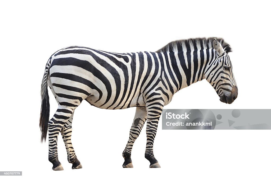 zebra isolato - Foto stock royalty-free di Animale