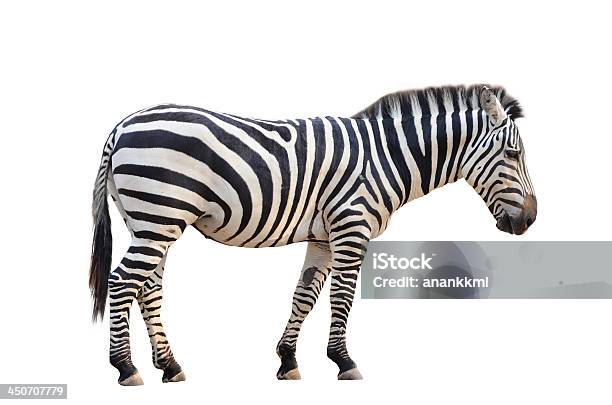 Zebra Isolato - Fotografie stock e altre immagini di Animale - Animale, Animale da safari, Animale selvatico