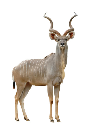 greater kudu isolated on a white background