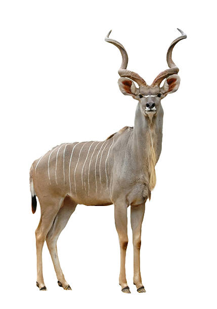 kudu greater kudu isolated on a white background kudu stock pictures, royalty-free photos & images