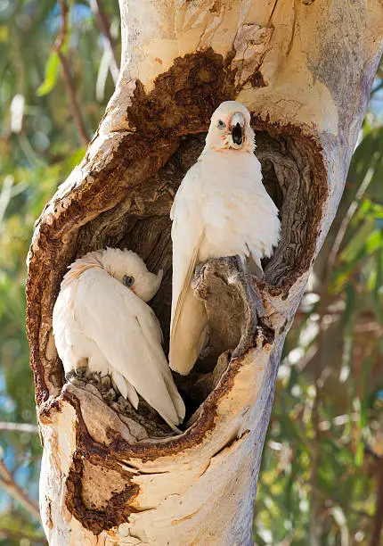 two little corellas at nest in river gum tree on the banks of Cooper Creek South Australia.