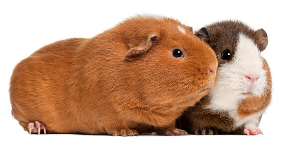 istock Guinea pigs, 9 months old, in front of white background 450708385