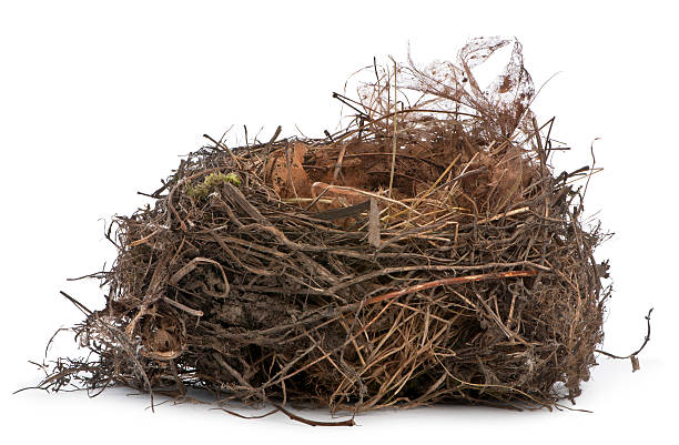 Focus stacking, a Nest of Common Blackbird