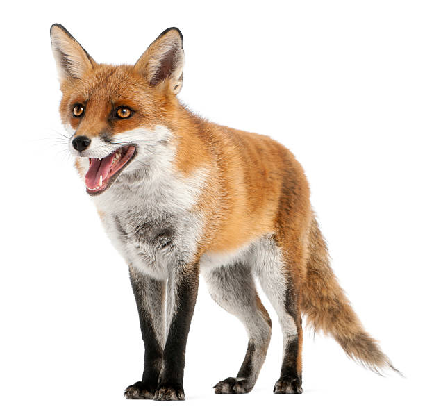 Red Fox, Vulpes, 4 years old Red Fox, Vulpes vulpes, 4 years old, in front of white background red fox photos stock pictures, royalty-free photos & images