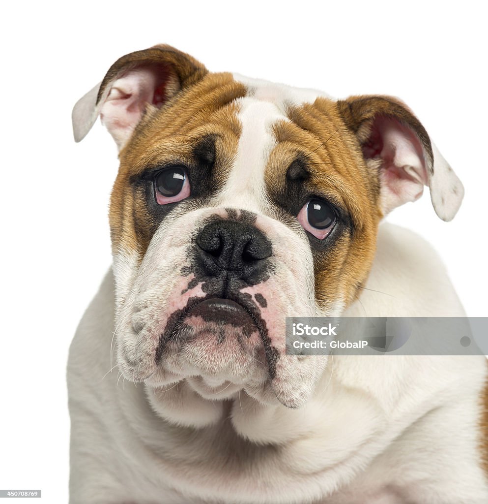 ภาพระยะใกล้ของลูกสุนัขบูลด็อกภาษาอังกฤษที่ดูสิ้นหวัง ภาพสต็อก -  ดาวน์โหลดรูปภาพตอนนี้ - Istock