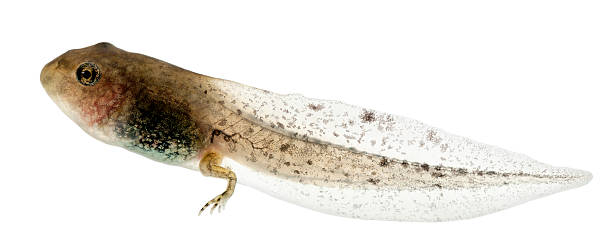 common frog, rana temporaria tadpole with hind legs - kikkervisje stockfoto's en -beelden
