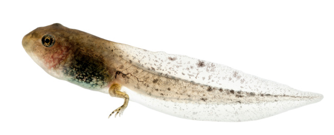 Common Frog, Rana temporaria tadpole with hind legs, 8 weeks after hatching, in front of white background