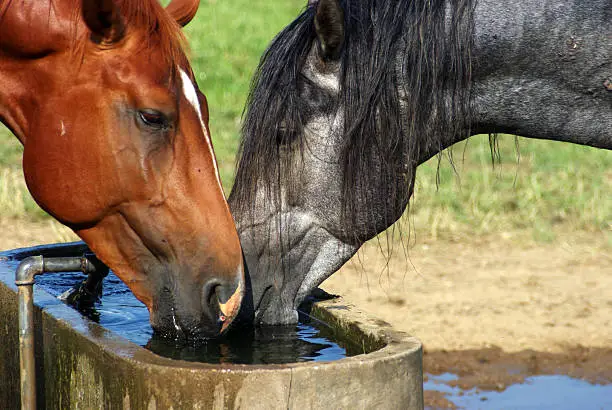 Photo of Two drinking horses