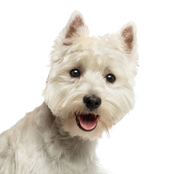 istock Close-up of a West Highland White Terrier panting 450708875