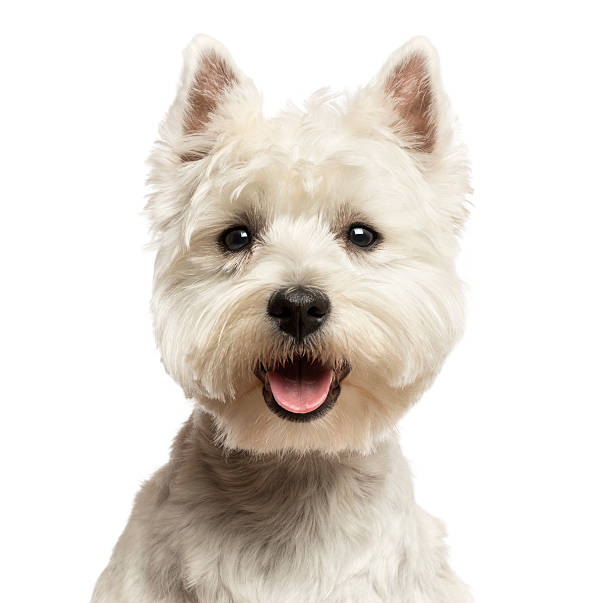 Close-up of a West Highland White Terrier panting Close-up of a West Highland White Terrier, looking at the camera, panting, 18 months old, isolated on white animal tongue stock pictures, royalty-free photos & images