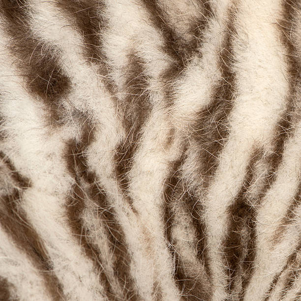 Macro of a White tiger fur