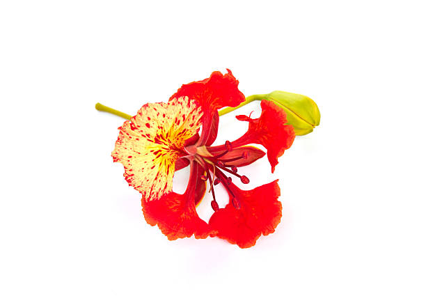 istock Pride of Barbados 450709037