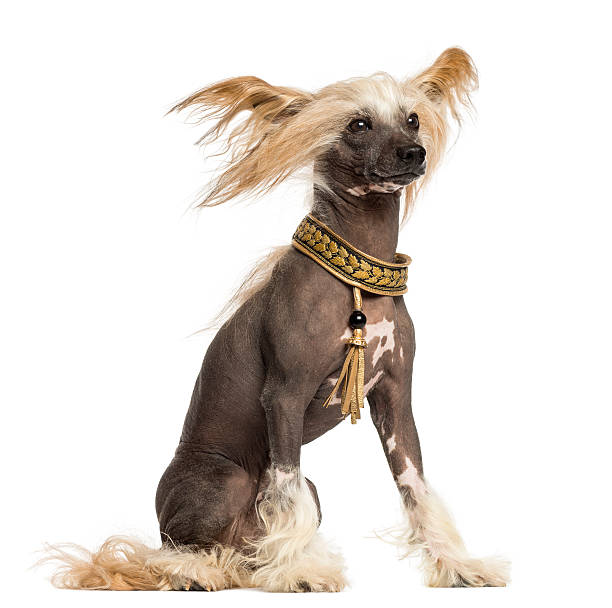 istock Side view of a Chinese Crested Dog sitting 450709183