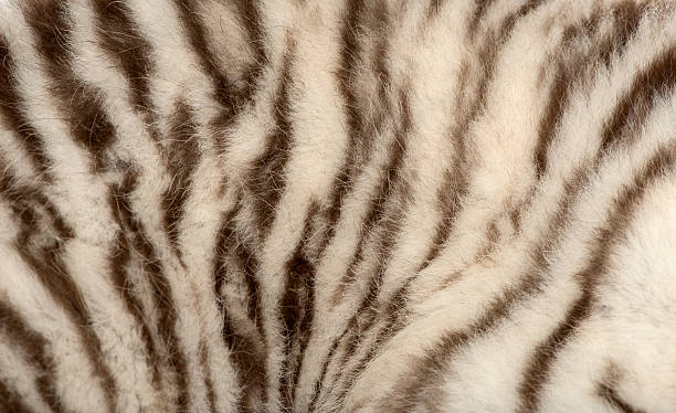 istock Macro of a White tiger fur 450709245