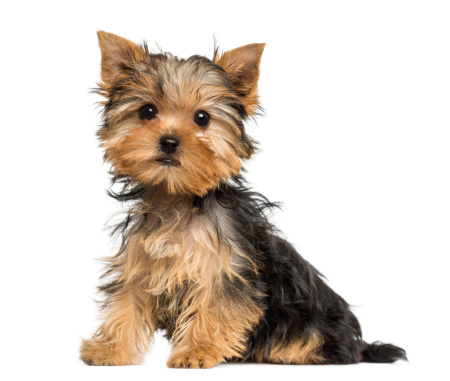 Side view of a Yorkshire Terrier puppy sitting, 3 months old, isolated on white