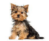 Side view of a Yorkshire Terrier puppy sitting