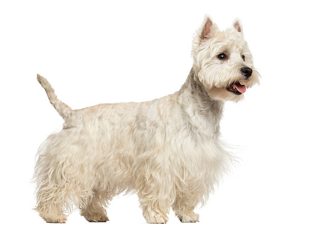 istock Side view of a West Highland White Terrier panting 450709307