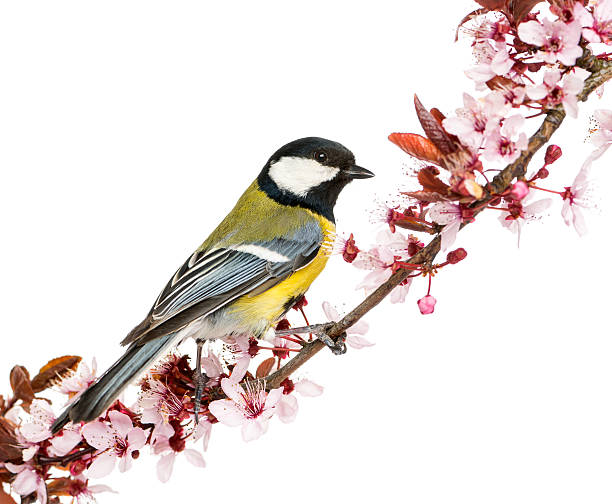 istock Male great tit perched on a flowering branch, Parus major 450709325
