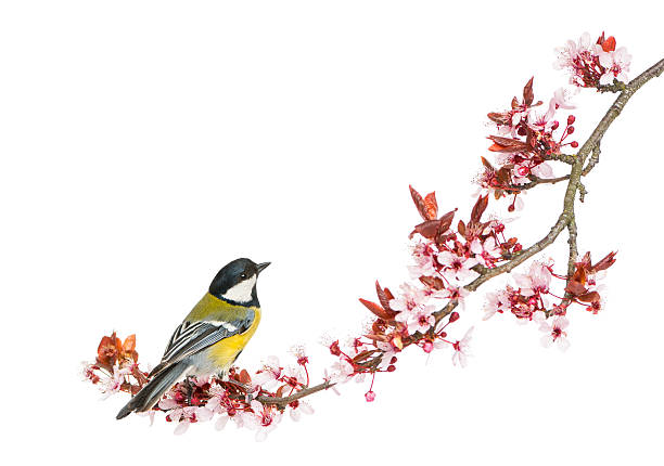 istock Male great tit perched on a flowering branch, Parus major 450709355