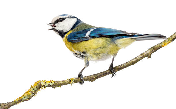 ツイッターブルーシジュウカラ科に位置する branch ,cyanistes caeruleus - birdsong ストックフォトと画像