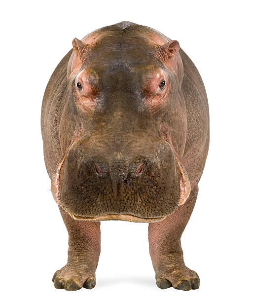 hippo, ippopotamo amphibius, di fronte alla telecamera - ippopotamo foto e immagini stock