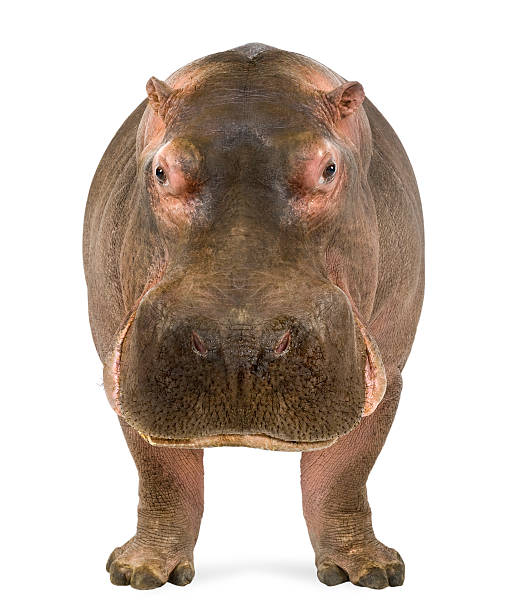 Hippo, Hippopotamus amphibius, facing the camera
