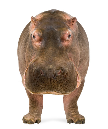 Adult hippo walking on dry land in wildlife nature reserve in Africa, looking for something to eat