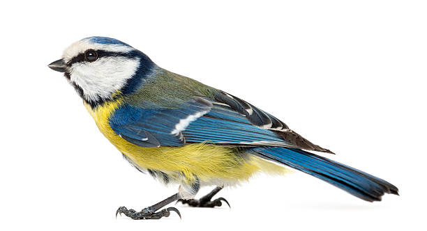 istock Side view of a Blue Tit, Cyanistes caeruleus 450709477