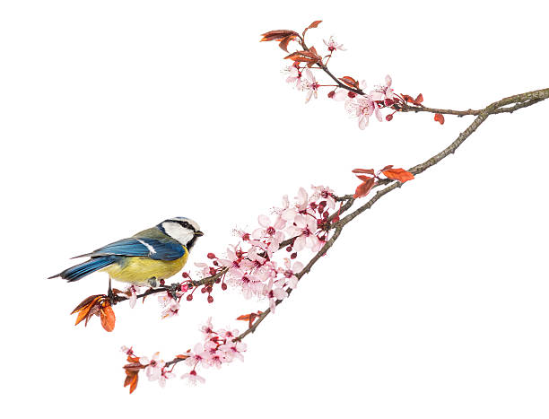 istock Blue Tit perching on a blossoming branch, Cyanistes caeruleus 450709479
