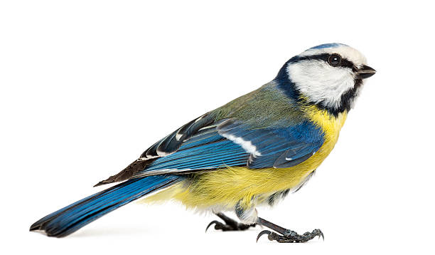 istock Side view of a Blue Tit, Cyanistes caeruleus 450709493