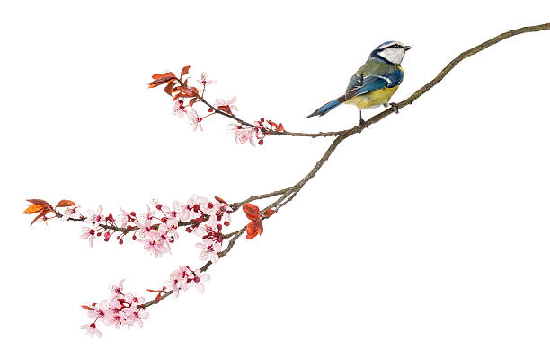 istock Blue Tit perching on a blossoming branch, Cyanistes caeruleus 450709509