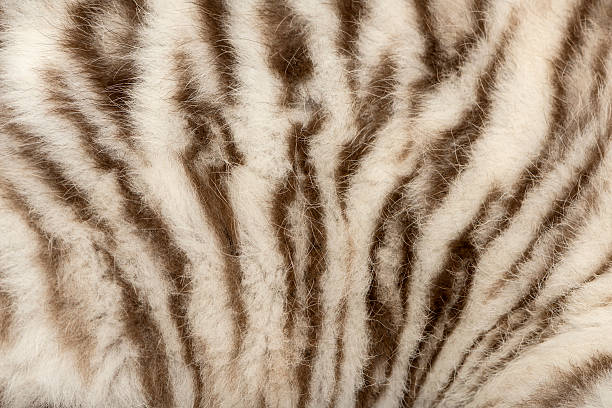 istock Macro of a White tiger fur 450709559