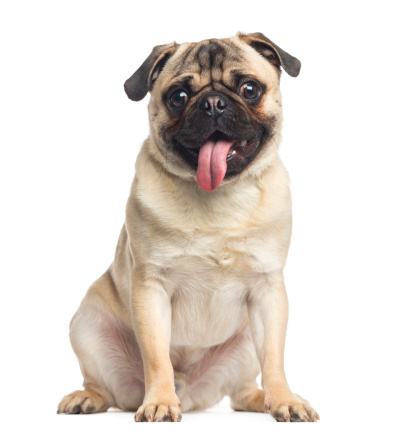 Cute pug relaxing on the king size white bed in the hotel room with modern interior