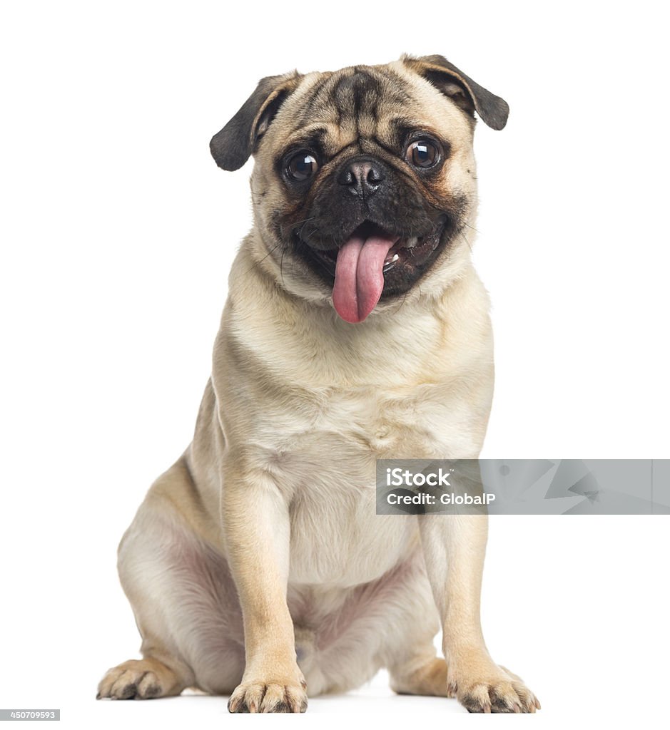 Pug, sitting and panting, 1 year old, isolated on white Pug Stock Photo
