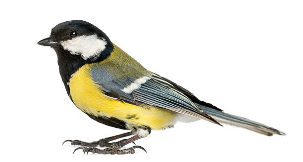 istock Male great tit,  Parus major, isolated on white 450709603