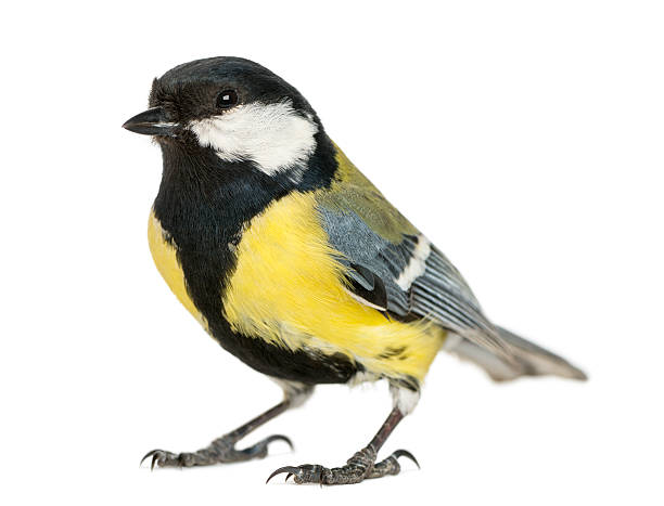 istock Yellow and black male great tit isolated on white 450709623