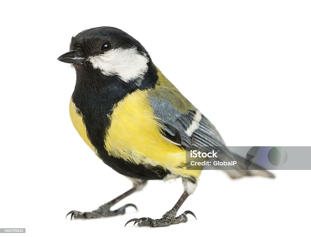 Yellow and black male great tit isolated on white Male great tit,  Parus major, isolated on white Great Tit Stock Photo