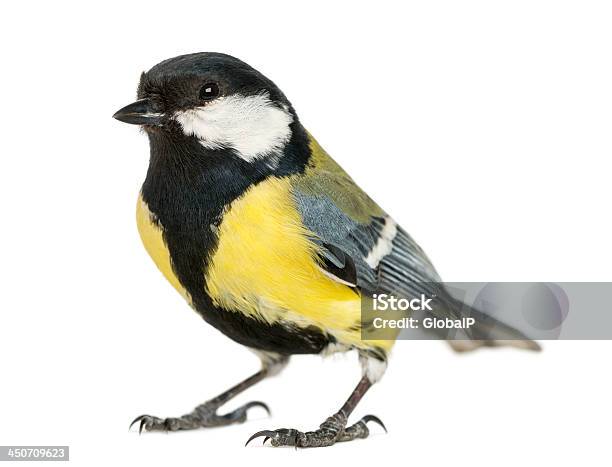 Yellow And Black Male Great Tit Isolated On White Stock Photo - Download Image Now - Great Tit, Titmouse, Cut Out