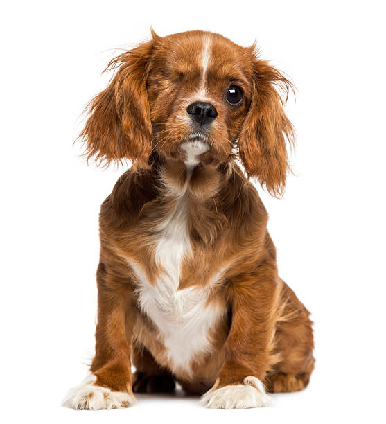 1 -eyed ・キング・チャールズ子犬のラウンジ - 一つ目 ストックフォトと画像