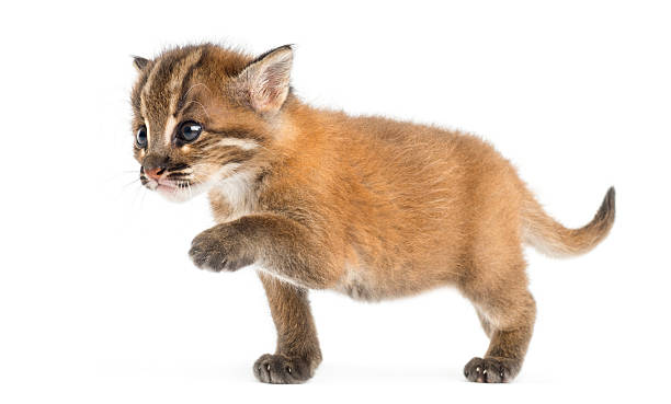 istock Young Asian golden cat reaching, Pardofelis temminckii 450709817