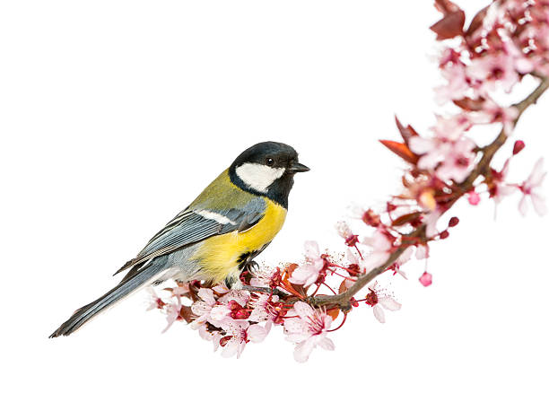 istock Male great tit perched on a flowering branch, Parus major 450709861