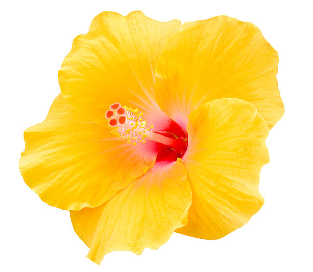 Yellow Hibiscus Yellow Hibiscus on white background rosa chinensis stock pictures, royalty-free photos & images