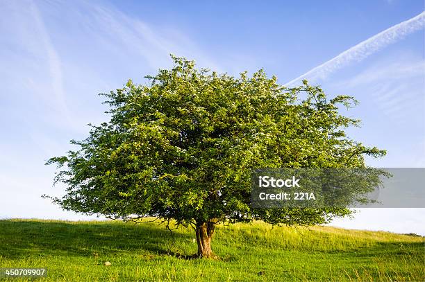 English Lake District Blühenden Hawthorn Bei Sonnenuntergang Stockfoto und mehr Bilder von Baum