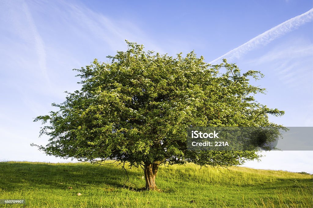 Distrito de los lagos de Inglaterra: blossoming hawthorn al atardecer - Foto de stock de Aire libre libre de derechos